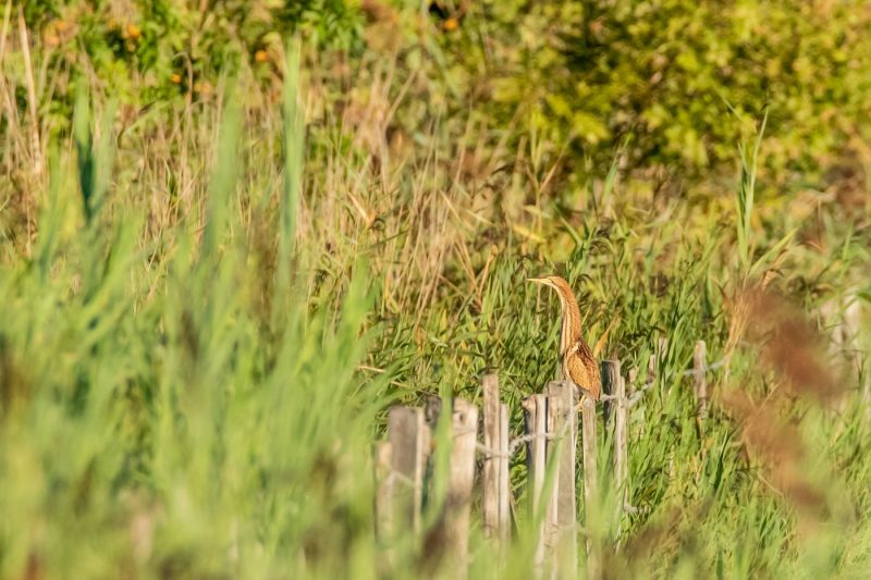 Blongios nain dans les marais du Vigueirat